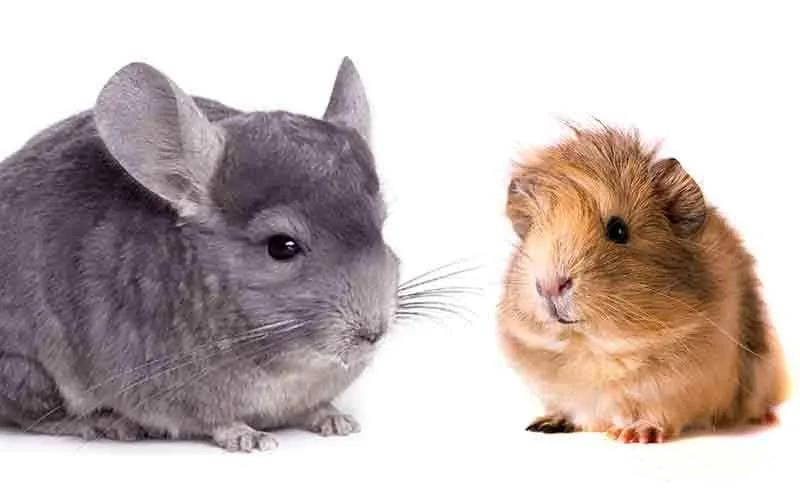 聲學發展史之番外篇——動物聲學